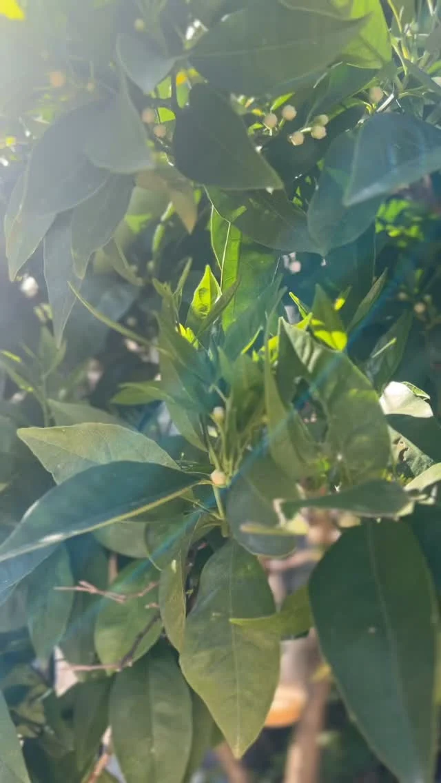 De l’arbre à la bouteille, il n’y a qu’un secret bien gardé.

L’orange bigaradier🍊, un fruit d’exception rugueuse, amère, presque sauvage n’est pas faite pour être croquée.

Dans notre jardin, cet arbre centenaires portent chaque année leurs fruits avec une générosité silencieuse. Nous les cueillons à la main, au bon moment, quand l’écorce est gorgée d’huiles essentielles et que le parfum embaume.

C’est là que commence notre vin d’orange.

Une recette de patience, de macération lente, de soleil et de savoir-faire transmis. Chaque bouteille est le reflet fidèle de cet arbre, de cette terre, de cette saison.

Rien n’est ajouté. Rien n’est forcé. Juste le fruit, le vin, le temps.

Avez-vous déjà goûté un vin d’orange fait maison ? Dites-nous en commentaire ce que vous en pensez.

#Bigaradier #VinDOrange #fruitsdujardin